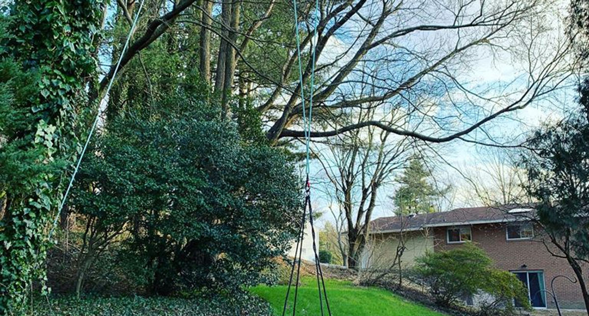 Tree Swings